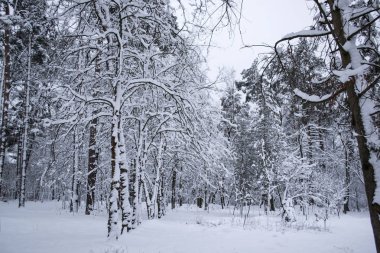 Kış orman manzarası. Kışın ağaçlar.