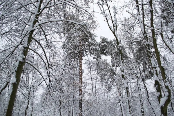 Paisagem Florestal Inverno Árvores Inverno — Fotografia de Stock