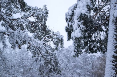 Kar ile kaplı ağaçların dalları. Yakın çekim. Kış arka plan.