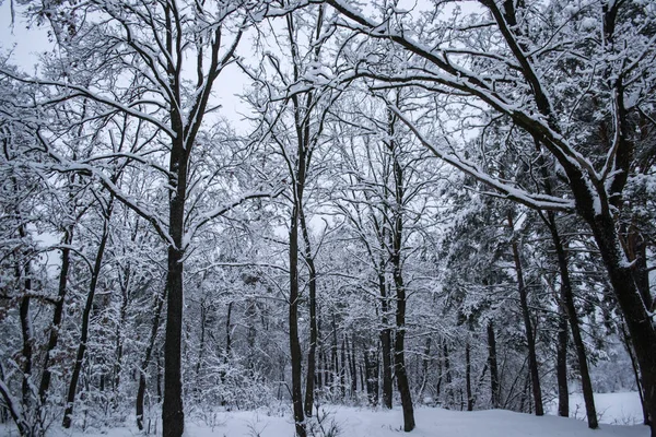 Χειμερινό Δασικό Τοπίο Δέντρα Χειμώνα — Φωτογραφία Αρχείου