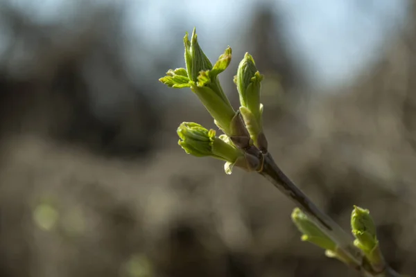Frühlingsknospen Auf Einem Baummakro Saisonale Blütezeit — Stockfoto