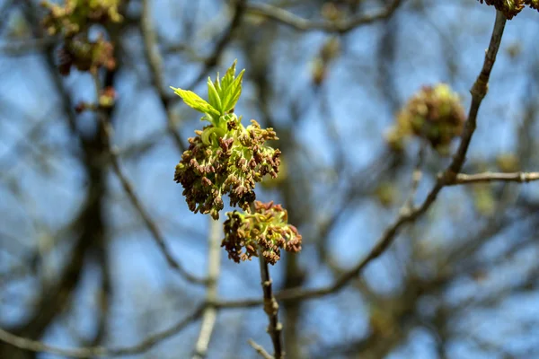 Des Bourgeons Printaniers Sur Une Macro Arbre Floraison Saisonnière — Photo