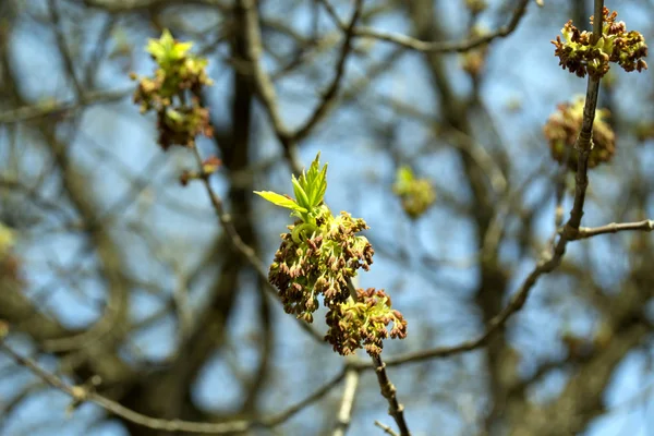 Des Bourgeons Printaniers Sur Une Macro Arbre Floraison Saisonnière — Photo