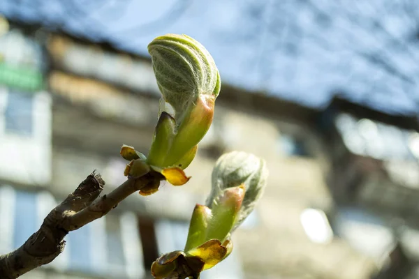 Des Bourgeons Printaniers Sur Une Macro Arbre Floraison Saisonnière — Photo