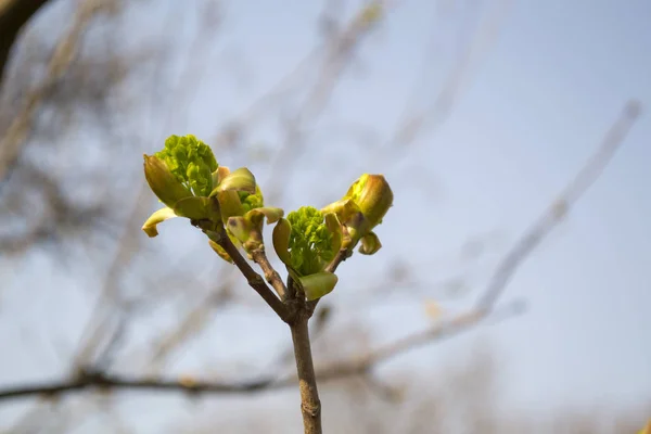 Brotes Primavera Una Macro Árbol Florecimiento Estacional —  Fotos de Stock