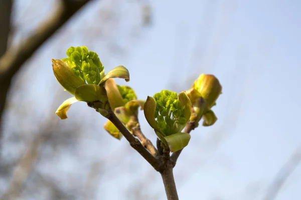 Des Bourgeons Printaniers Sur Une Macro Arbre Floraison Saisonnière — Photo