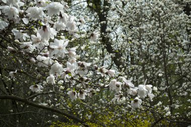 Gül Manolya makro çiçeği. Manolya çiçek açan.