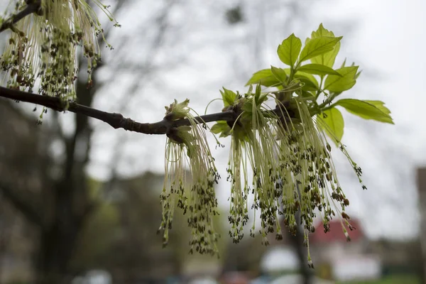 Beaux Bourgeons Printemps Macro Floraison Saisonnière — Photo