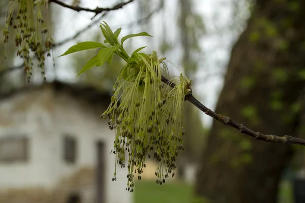 Schöne Frühlingsknospen Saisonal Blühendes Makro — Stockfoto
