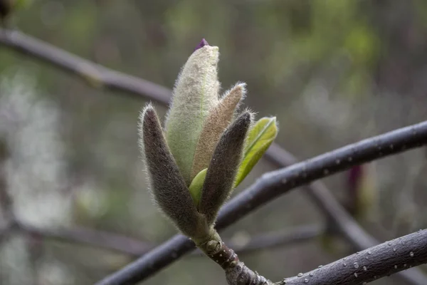 Die Blüte Der Violetten Magnolie Makro Magnolie Blüht — Stockfoto