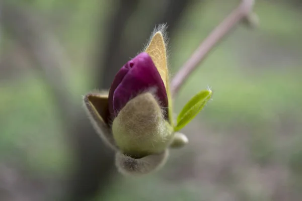 Die Blüte Der Violetten Magnolie Makro Magnolie Blüht — Stockfoto