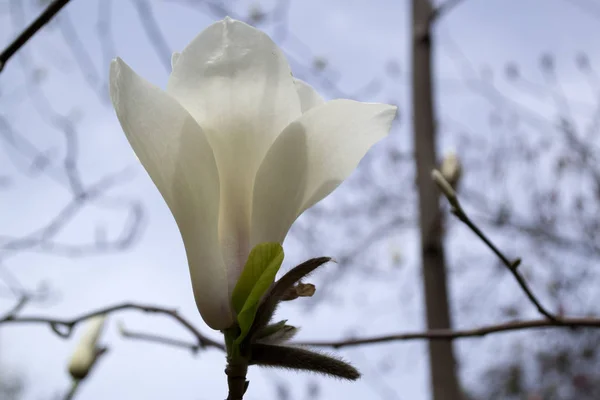 Цветок Белого Макро Магнолии Цветение Магнолии — стоковое фото