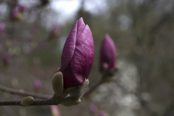 Die Blüte Der Violetten Magnolie Makro Magnolie Blüht — Stockfoto