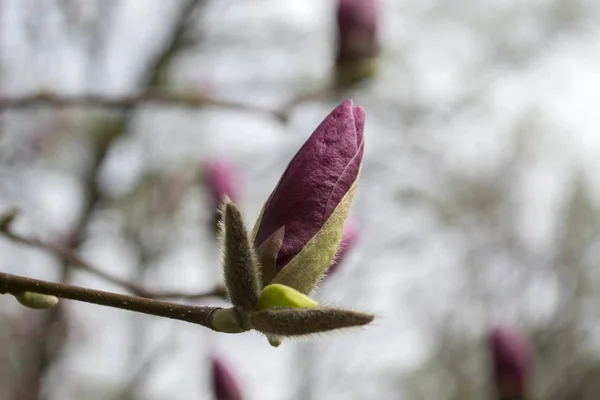 Flor Magnolia Púrpura Macro Magnolia Floreciendo —  Fotos de Stock