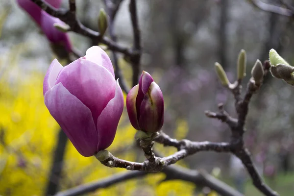 Die Blüte Der Violetten Magnolie Makro Magnolie Blüht — Stockfoto