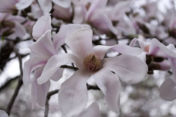 Flor Rosa Magnolia Macro Magnólia Florescendo — Fotografia de Stock