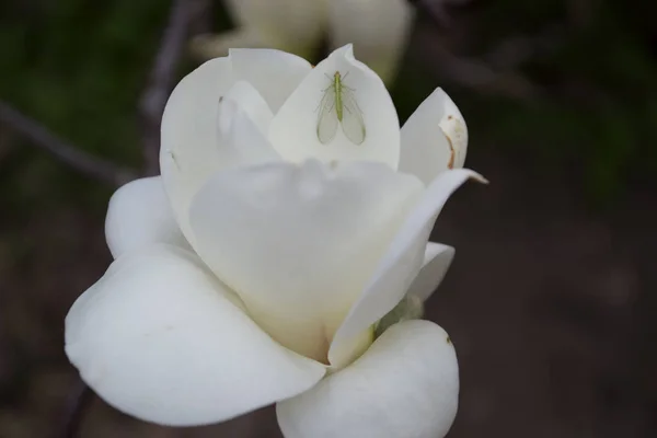 Beyaz Manolya Makro Çiçeği Manolya Çiçek Açan — Stok fotoğraf