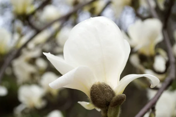 Flor Magnólia Branca Macro Magnólia Florescendo — Fotografia de Stock
