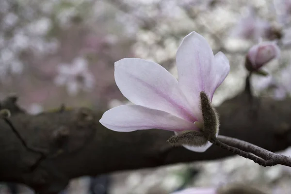 Flor Rosa Magnolia Macro Magnólia Florescendo — Fotografia de Stock