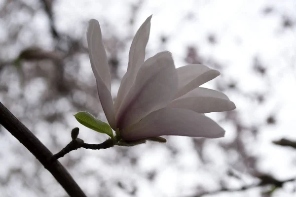Bloesem Van Roos Magnolia Macro Bloeiende Magnolia — Stockfoto