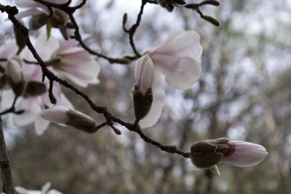 Flor Rosa Magnolia Macro Magnólia Florescendo — Fotografia de Stock