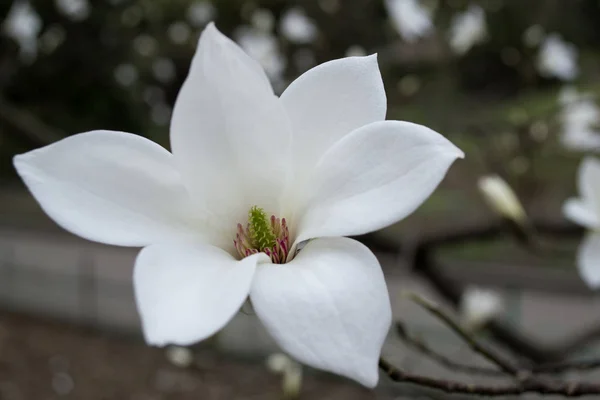 Flor Magnólia Branca Macro Magnólia Florescendo — Fotografia de Stock