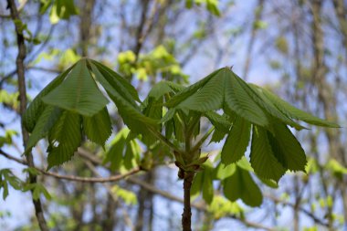 Kestane genç bir yeşil yaprakları.