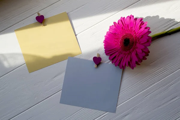 Tarjetas Vacías Colores Flores Escritorio Madera Blanca — Foto de Stock