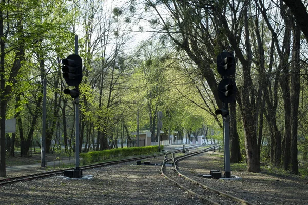 Strada Ferroviaria Una Foresta — Foto Stock