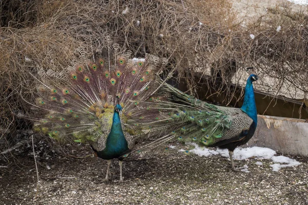 Hermoso Pavo Real Aire Libre — Foto de Stock