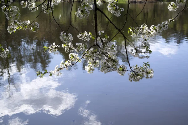 Kvetoucí Větve Stromu Pozadí Jezero Slunečný Jarní Počasí — Stock fotografie