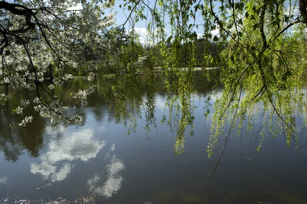 Kvetoucí Větve Stromu Pozadí Jezero Slunečný Jarní Počasí — Stock fotografie