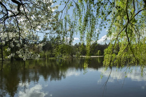 Bir Göl Arka Plan Ağaç Dalları Çiçeği Güneş Bahar Hava — Stok fotoğraf