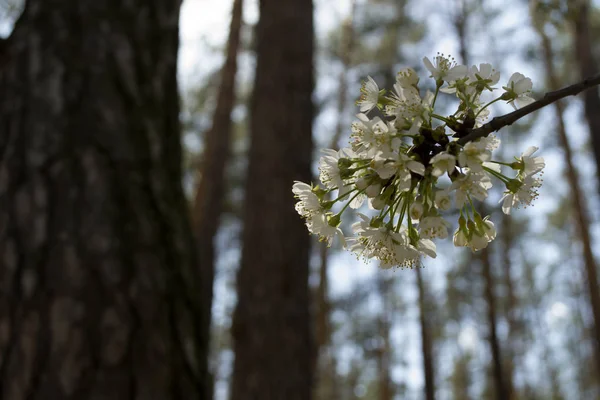 Los Árboles Flores Primavera Acercan Florecimiento Estacional Árboles —  Fotos de Stock