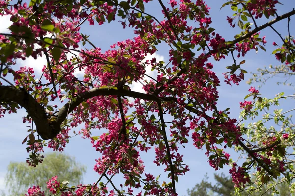 Rosa Blomma Grenar Körsbärsträd Makro Skott Skönhet Naturen Våren — Stockfoto