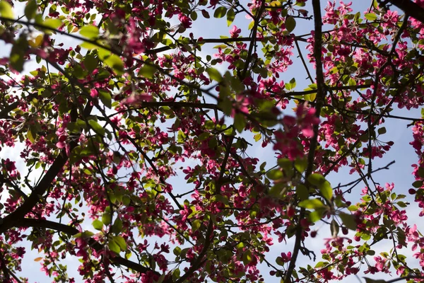 桜の木の枝でピンクの花 マクロ撮影します 春の自然の美しさ — ストック写真