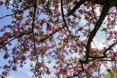 Pembe çiçeği kiraz ağacı dalı. Makro vurdu. Bahar, doğanın güzelliği.