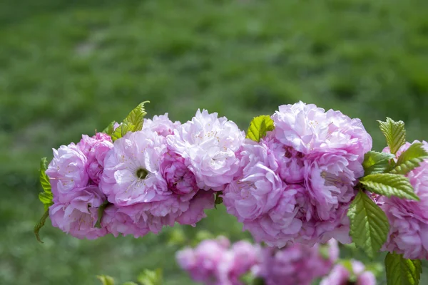 Cachos Cor Rosa Uma Árvore Sakura Florescente Macro Shot — Fotografia de Stock