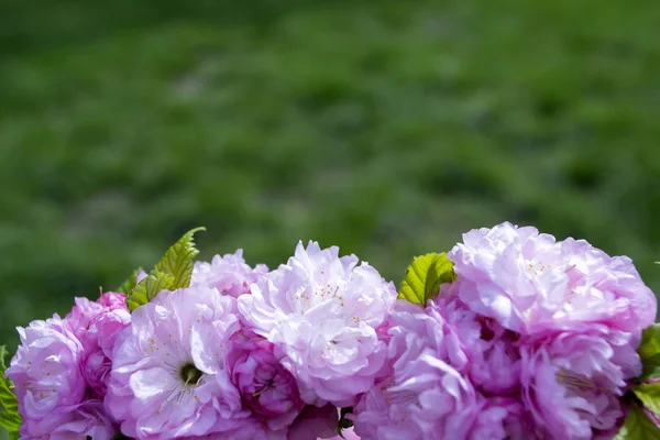 Cachos Cor Rosa Uma Árvore Sakura Florescente Macro Shot — Fotografia de Stock
