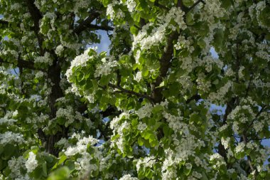 Çiçek açan elma ağacı. Doğal desen.