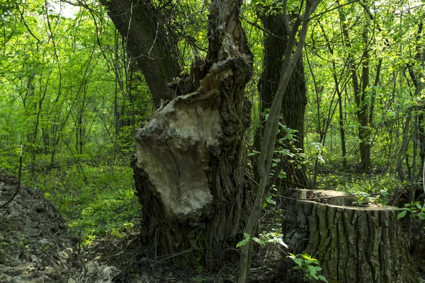 Paysage Forestier Estival Glade Verte — Photo