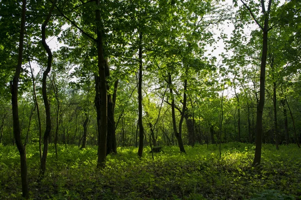 Δάσος Τοπίο Του Καλοκαιριού Πράσινο Ξέφωτο — Φωτογραφία Αρχείου