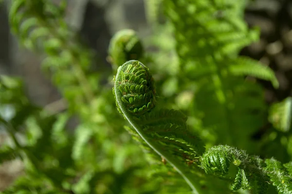 Zelené Keře Kapradí Zblízka Zelená Přírodní Pozadí — Stock fotografie