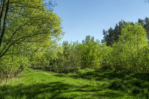 Letní Krajina Les Zelený Glade — Stock fotografie