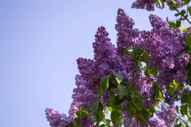 Eflatun çiçekli çalılar bir mavi gökyüzü arka plan. Doğal desen.