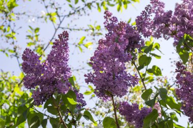 Eflatun çiçekli çalılar bir mavi gökyüzü arka plan. Doğal desen.