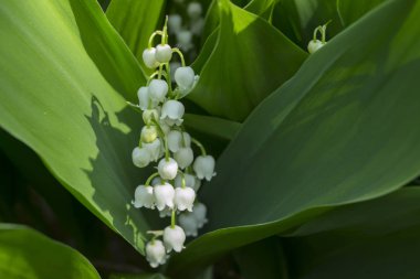 Lily vadi makro vurdu. Vahşi orman çiçek.