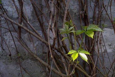 Yabani üzüm genç Şubesi ile eski ahşap arka plan.