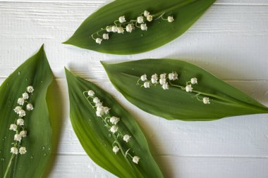 Lily vadi Beyaz ahşap zemin üzerinde. Vahşi orman çiçek.