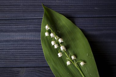 Lily vadi üzerinde koyu mavi ahşap arka plan.